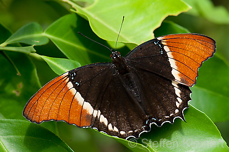 204 Schokoladenfalter - Siproeta epaphus